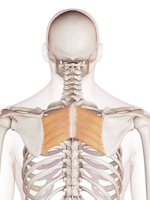 Der große Rautenmuskel (lat. musculus rhomboideus major) befestigt zusammen mit dem Kapuzenmuskel und dem kleinen Rautenmuskel das Schulterblatt am Brustkorb. Zudem zieht er das Schulterblatt in Richtung Wirbelsäule.