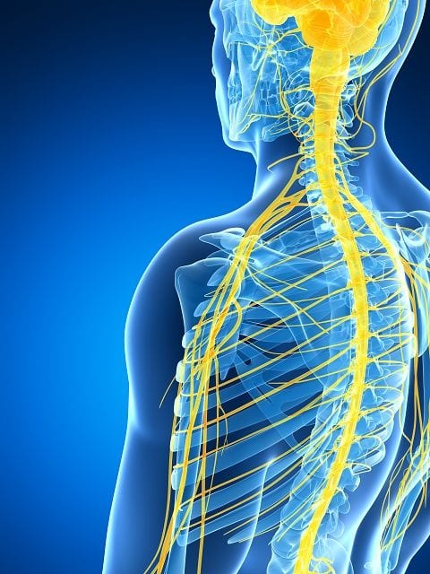 Die Spinalnerven sind die zentralen Verteiler des Nervensystems. Kommt es an diesen Stellen zu Reizungen oder Schädigungen führt dies zu neurologischen Ausfallerscheinungen an Körperstellen.