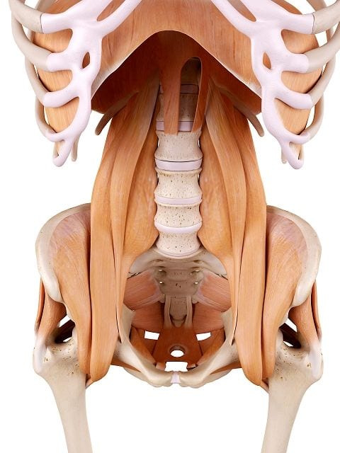Der Lenden-Darmbeinmuskel besteht aus dem großen Lendenmuskel und dem Darmbeinmuskel. Er verbindet den kleinen Rollhügel am Oberschenkelknochen mit dem 12. Brustwirbel und den Lendenwirbeln 1 - 5. Langes Sitzen ohne Ausgleich durch Dehnübungen lässt diesen Muskel verkürzen.