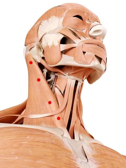 Der Kopfwender (lat. musculus sternocleidomastoideus) erlaubt uns eine seitliche Neigung des Kopfes in Richtung Schulter, eine Streckung des Halses nach hinten.