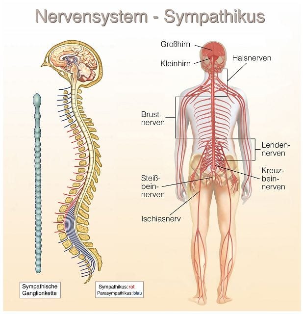 Der Sympathikus gehört zum vegetativen Nervensystem und hat leistungssteigernde Eigenschaften (ergotrope Wirkung). Er löst die sogenannte Kamp-oder-Flucht-Reaktion aus. Stress aktiviert ihn.